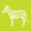 See a free-living zebra